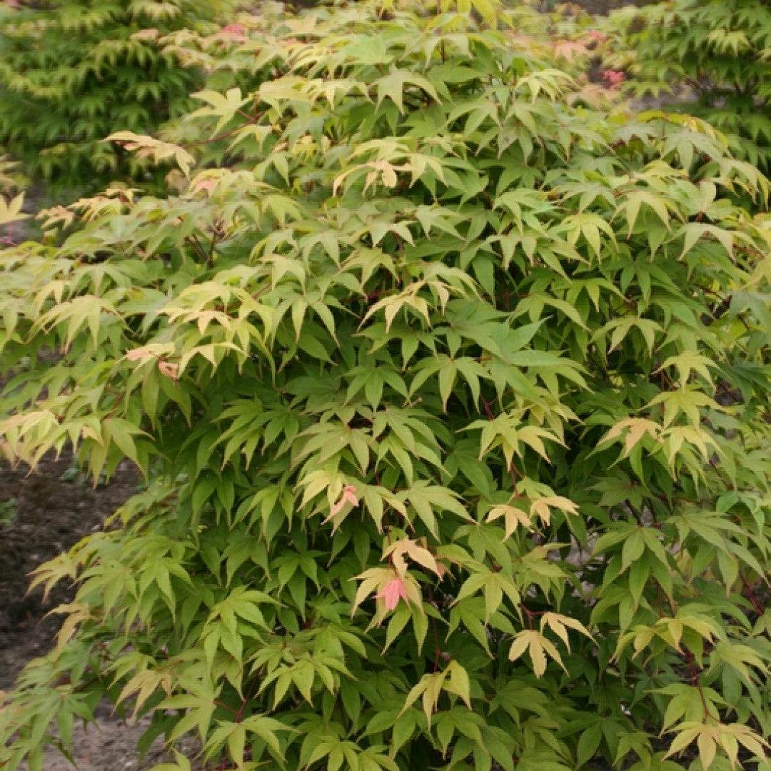 Acer palmatum 'Osakazuki'