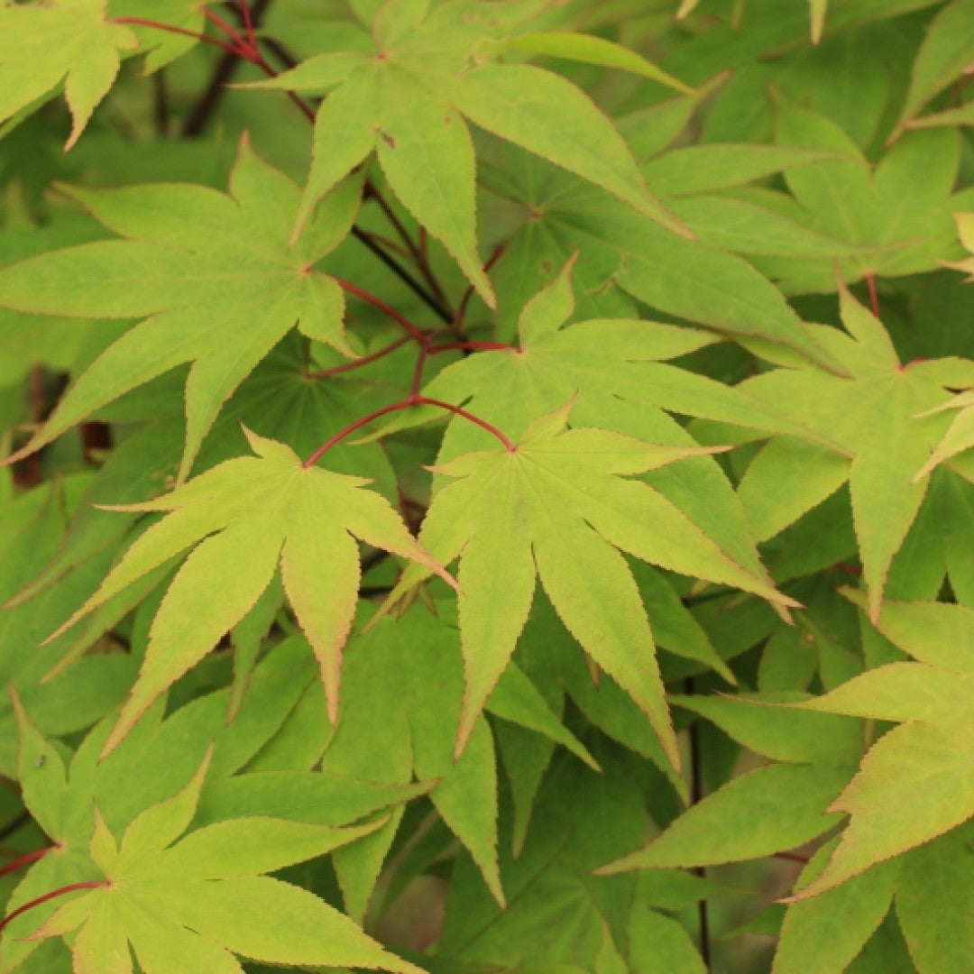 Acer palmatum 'Osakazuki'