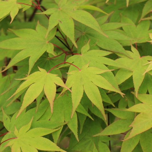Acer palmatum 'Osakazuki'