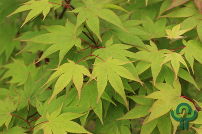 Acer palmatum 'Osakazuki'