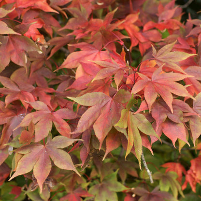 Acer palmatum 'Osakazuki'