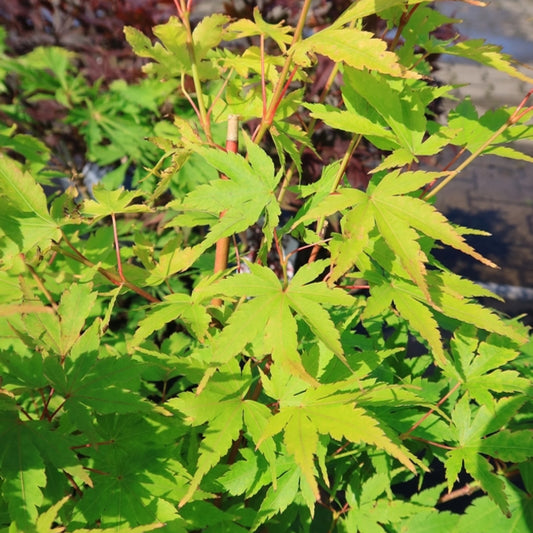 Acer palmatum 'Sangokaku'
