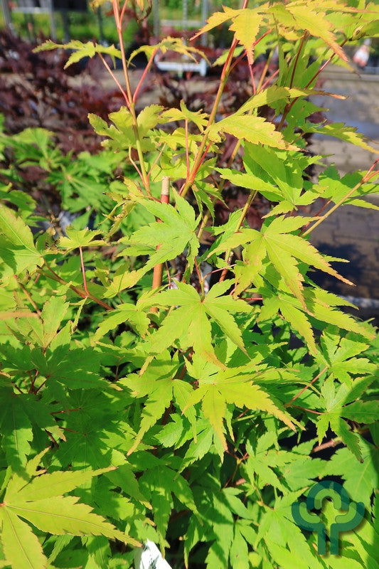 Acer palmatum 'Sangokaku'