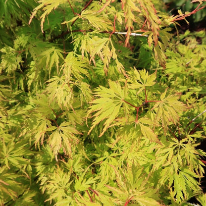 Acer palmatum 'Seiryu'