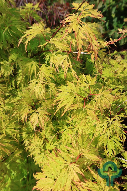 Acer palmatum 'Seiryu'