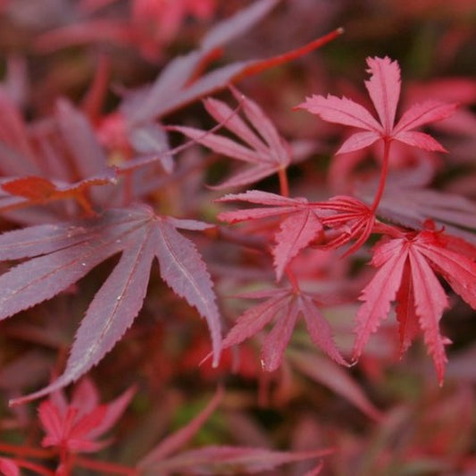 Acer palmatum 'Shaina'
