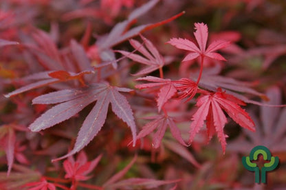 Acer palmatum 'Shaina'
