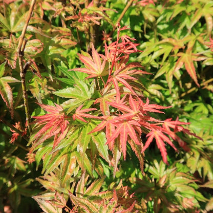 Acer palmatum 'Wilson's Pink Dwarf'