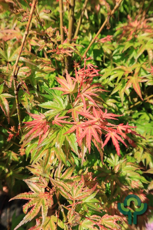 Acer palmatum 'Wilson's Pink Dwarf'
