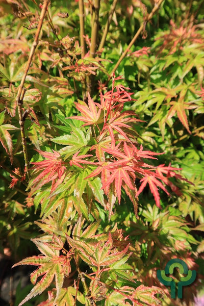 Acer palmatum 'Wilson's Pink Dwarf'