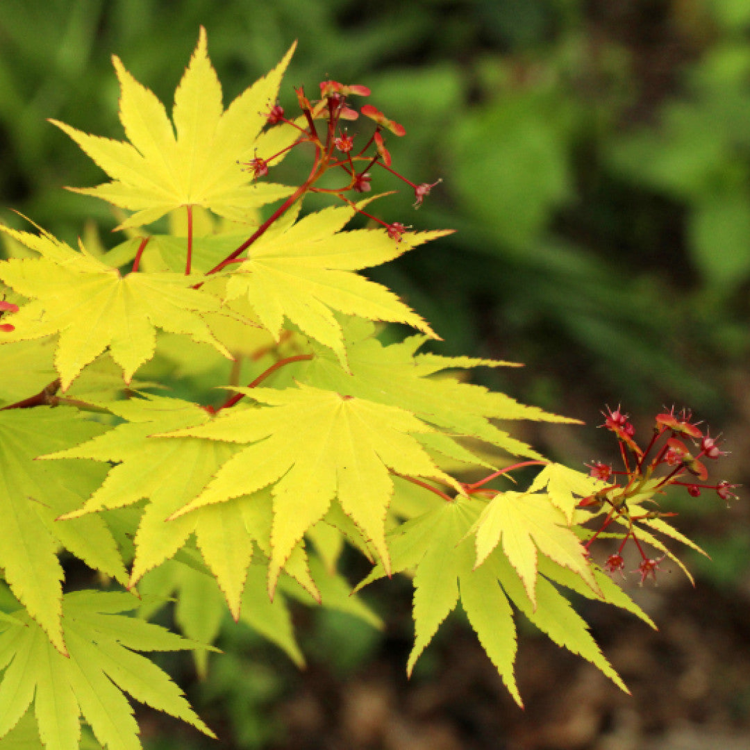 Acer shirasawanum 'Jordan'