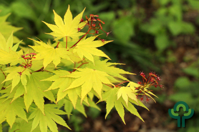 Acer shirasawanum 'Jordan'