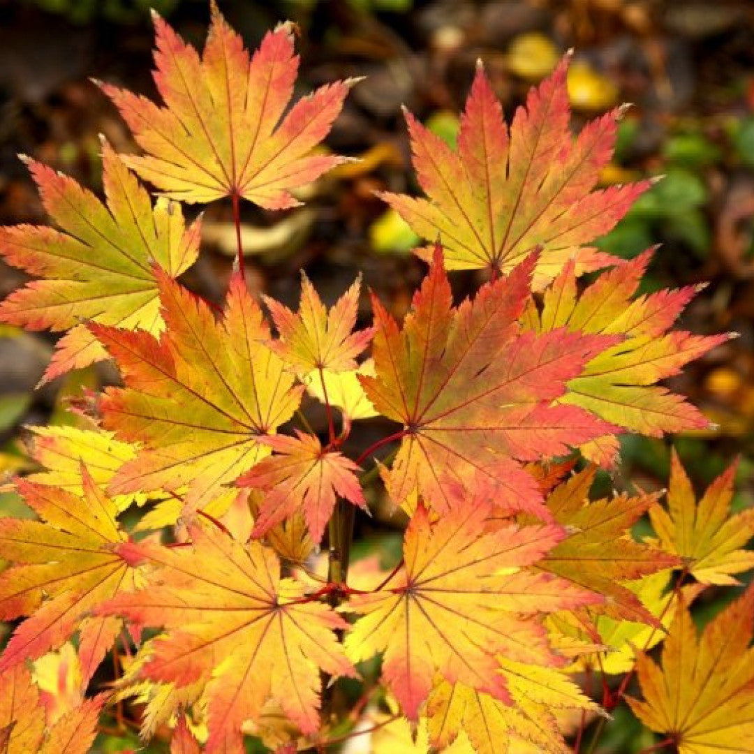 Acer shirasawanum 'Jordan'
