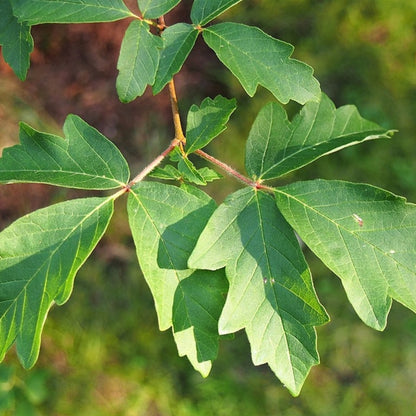 Acer griseum