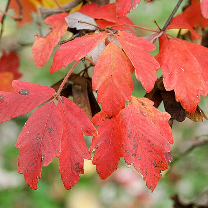 Acer griseum