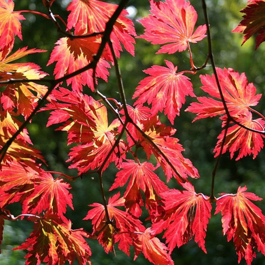Japanse esdoorn (Acer japonicum) 'Aconitifolium'