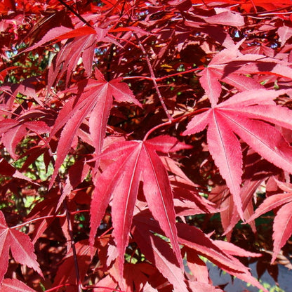 Acer palmatum 'Atropurpureum'