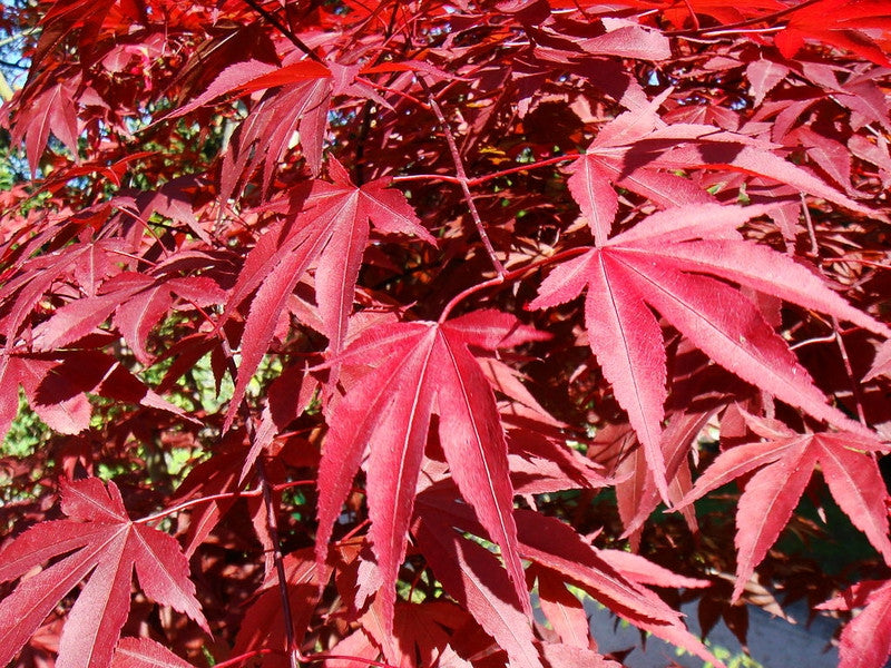 Acer palmatum 'Atropurpureum'