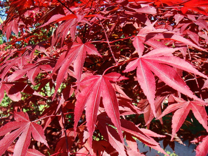 Acer palmatum 'Atropurpureum'