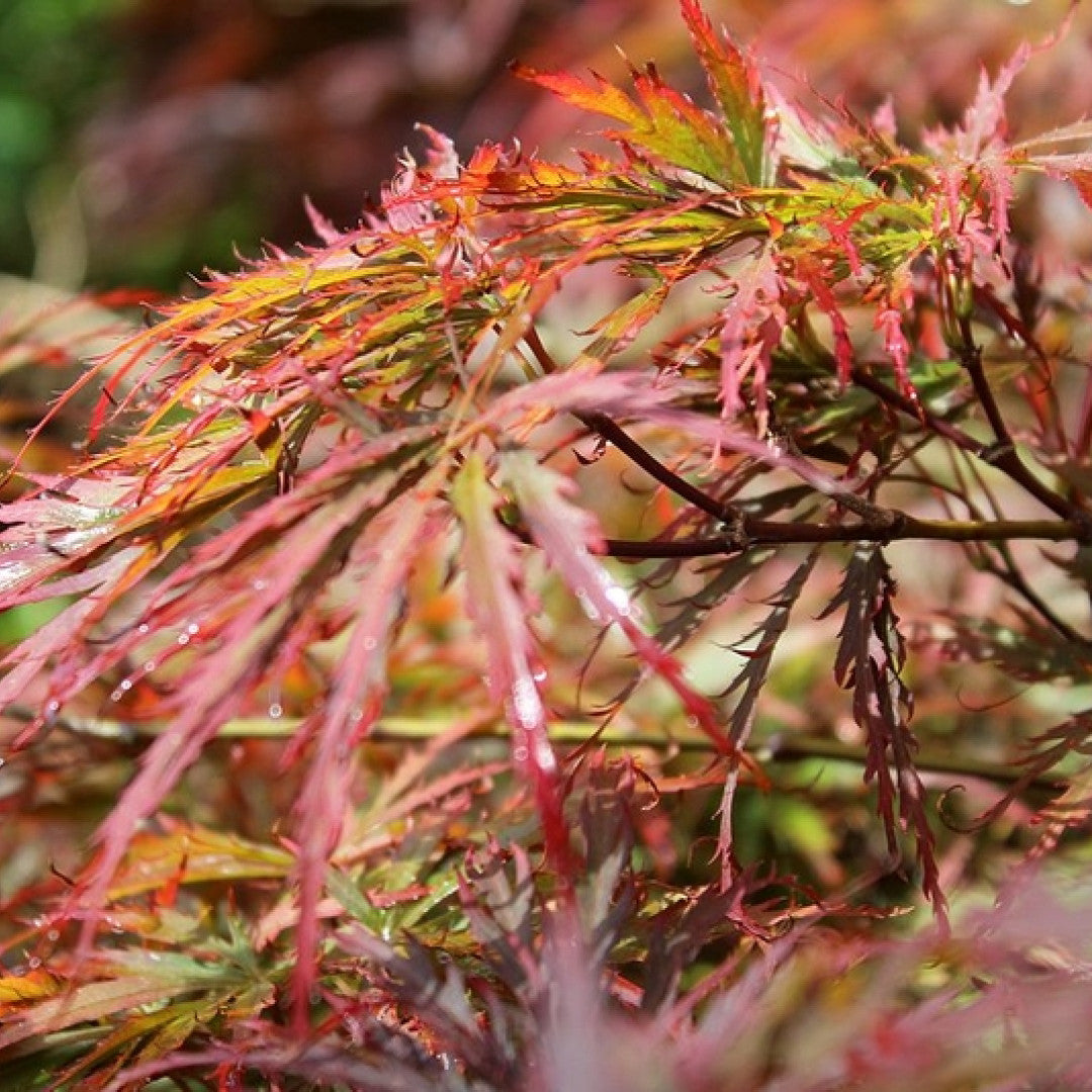 Acer palmatum 'Dissectum'