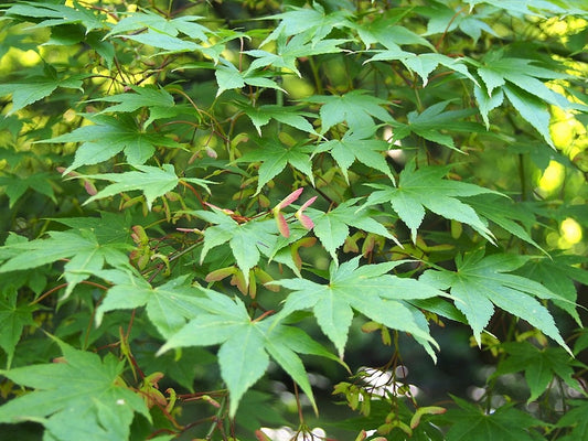Acer palmatum