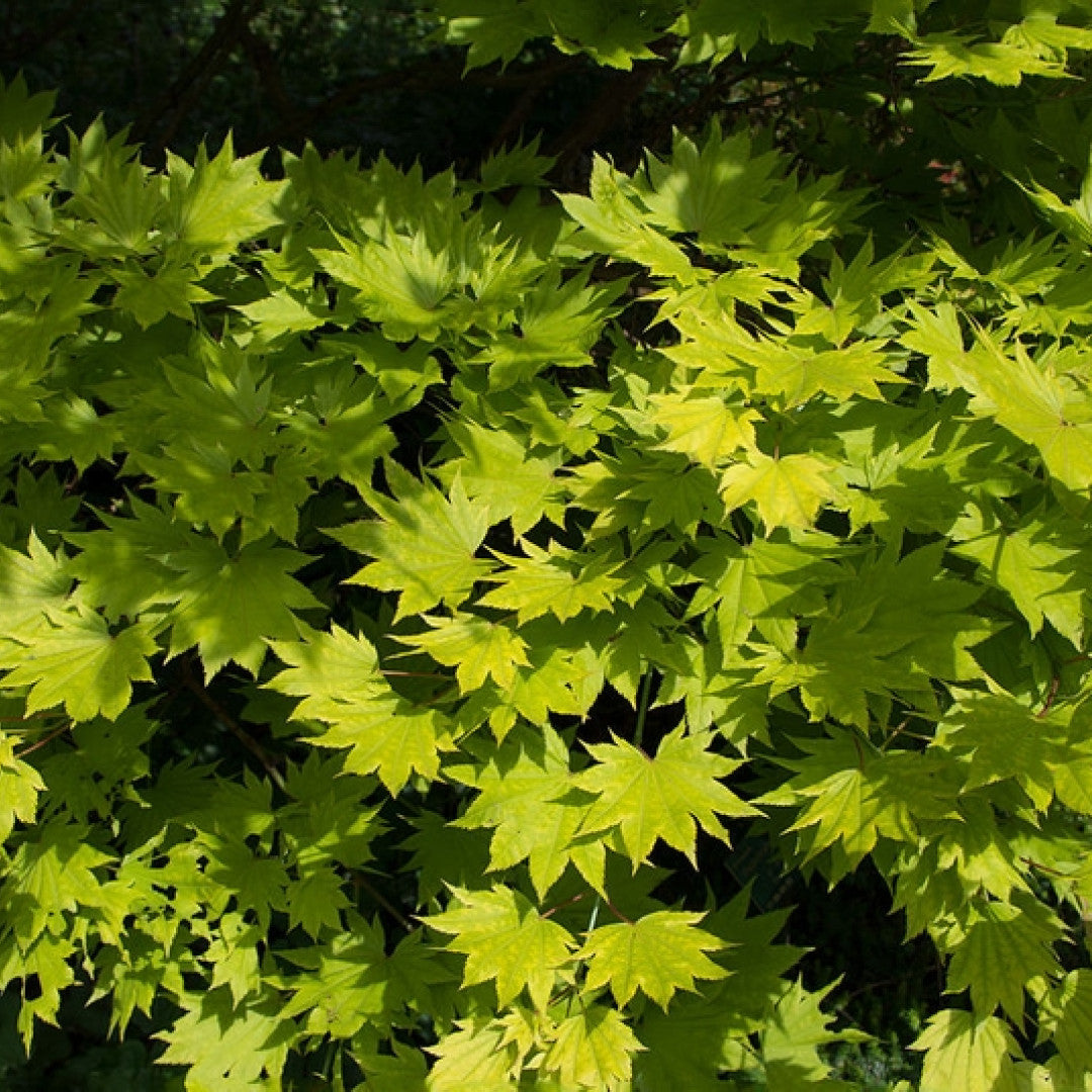 Acer shirasawanum 'Aureum'
