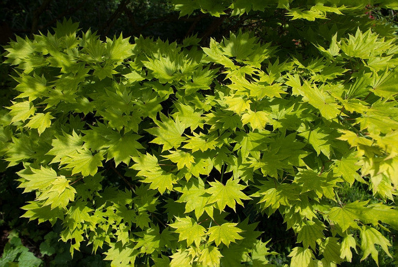 Acer shirasawanum 'Aureum'
