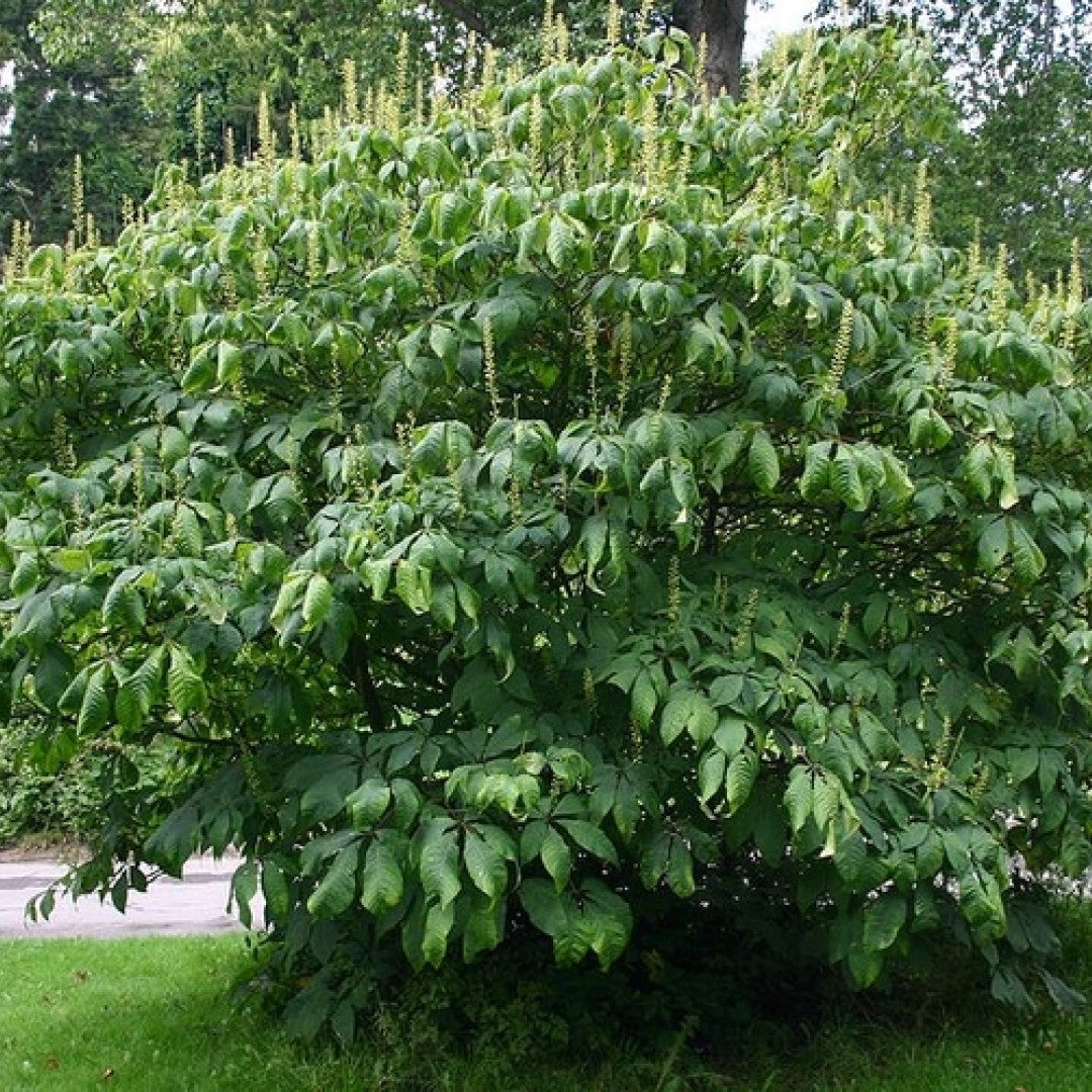 Aesculus parviflora