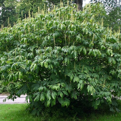 Aesculus parviflora