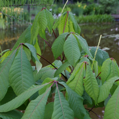 Aesculus parviflora