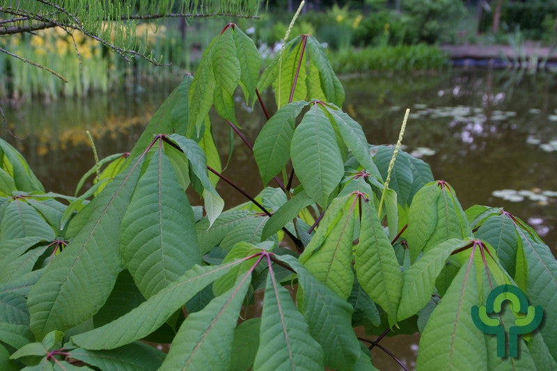 Aesculus parviflora