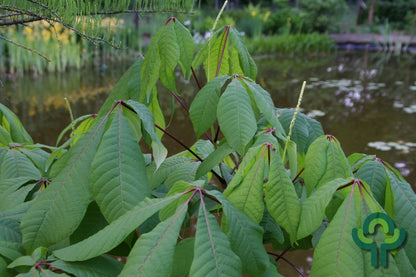 Aesculus parviflora