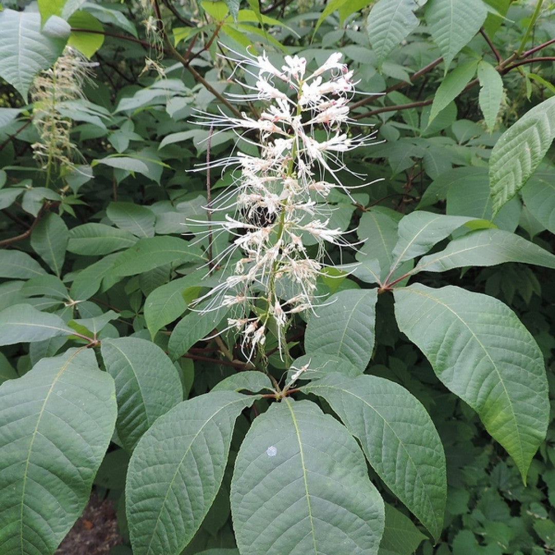 Aesculus parviflora