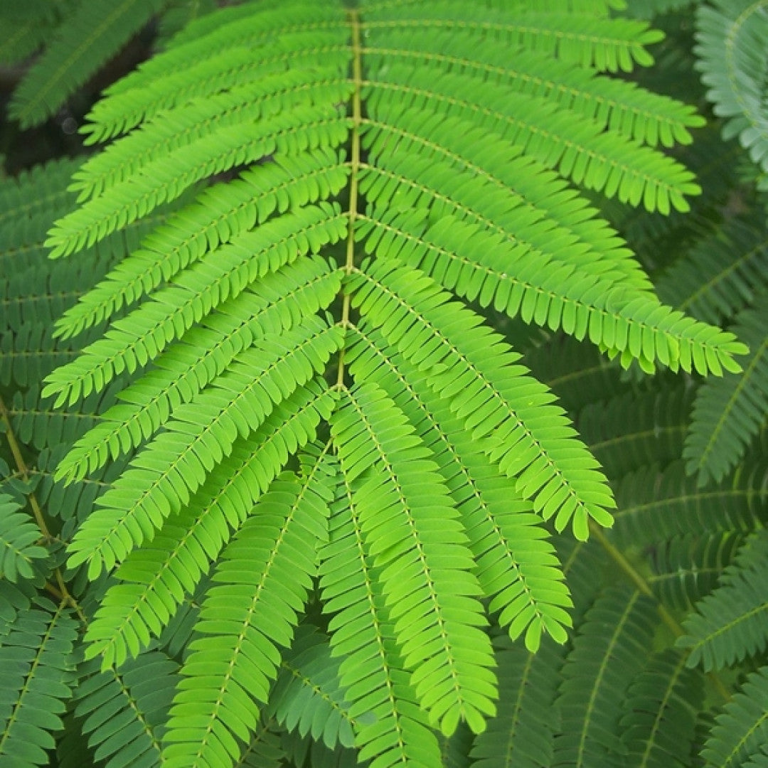 Albizia julibrissin 'Boubri' (Ombrella)