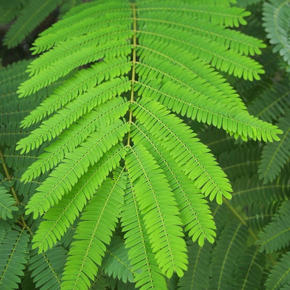Albizia julibrissin 'Boubri' (Ombrella)