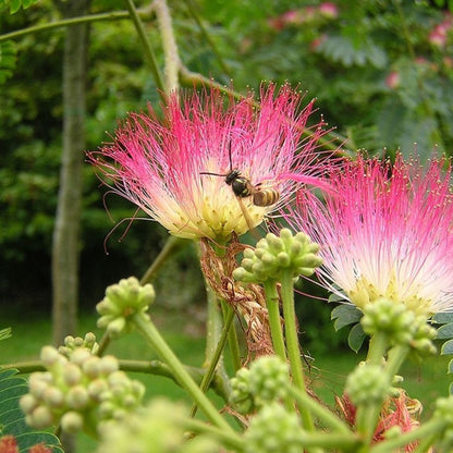 Albizia julibrissin 'Boubri' (Ombrella)
