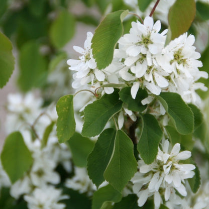 Amelanchier alnifolia 'Obelisk'