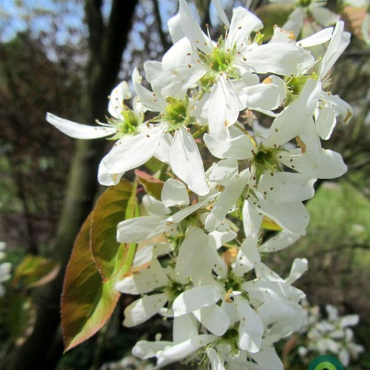 Amelanchier laevis 'Ballerina'