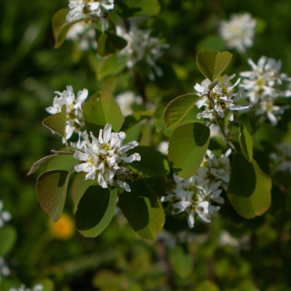 Amelanchier alnifolia 'Northline'