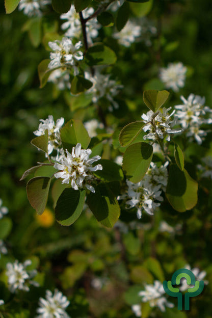 Amelanchier alnifolia 'Northline'