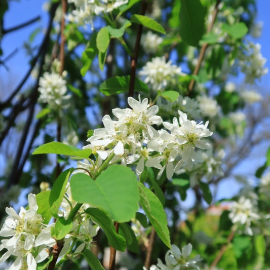 Amelanchier alnifolia 'Obelisk'