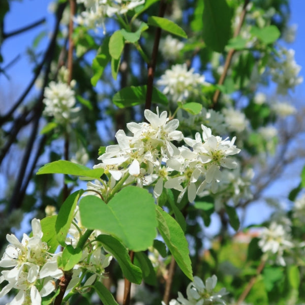 Amelanchier alnifolia 'Obelisk'