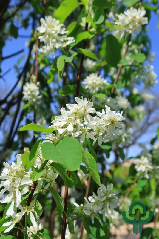 Amelanchier alnifolia 'Obelisk'