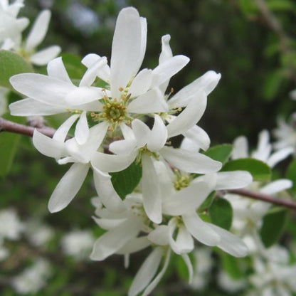 Amelanchier ovalis