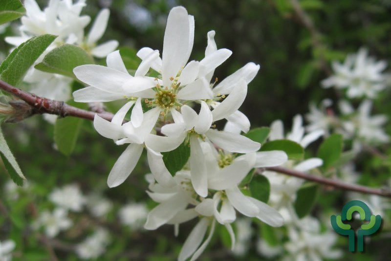 Amelanchier ovalis