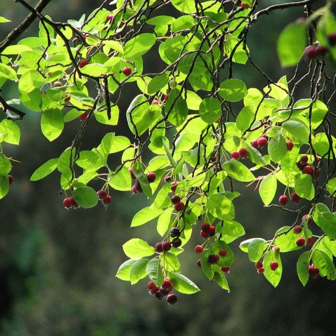 Amelanchier lamarckii