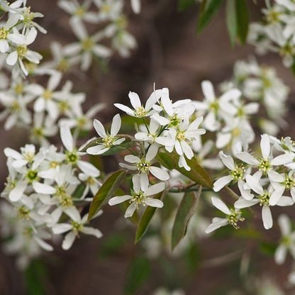 Amelanchier lamarckii