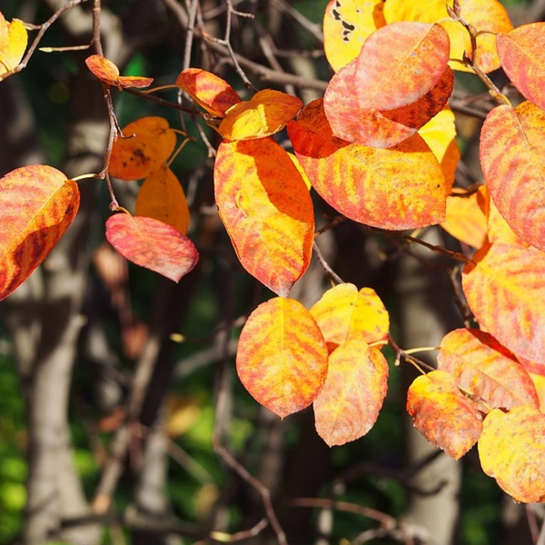 Amelanchier lamarckii