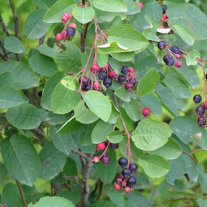 Amelanchier spicata