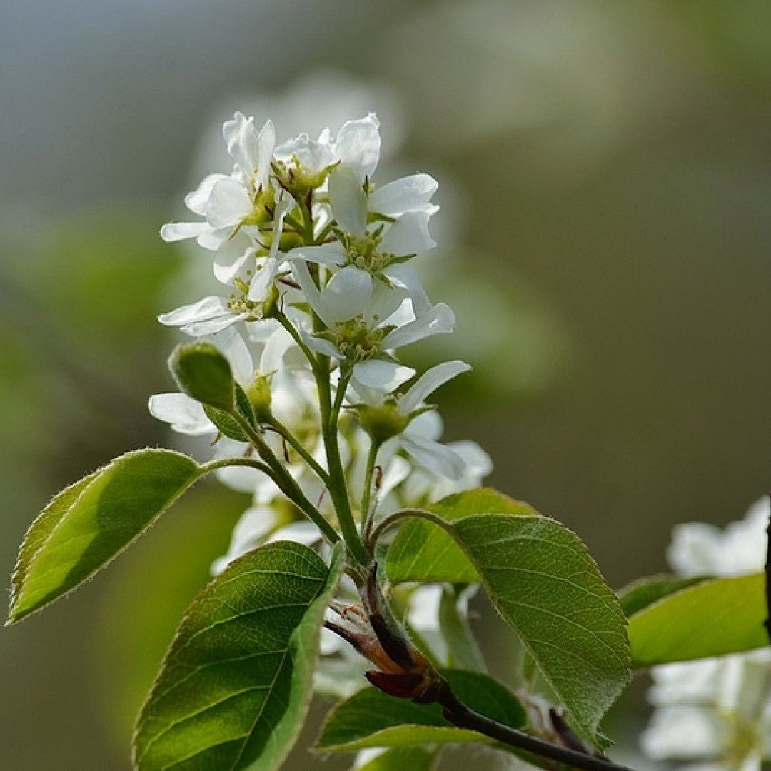 Amelanchier spicata